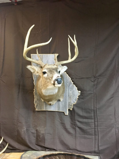 Georgia State Deer Shoulder Mount Panel Barnwood
