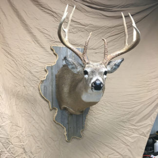 Illinois Deer Shoulder Mount Panel Barnwood