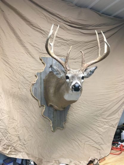 Illinois Deer Shoulder Mount Panel Barnwood