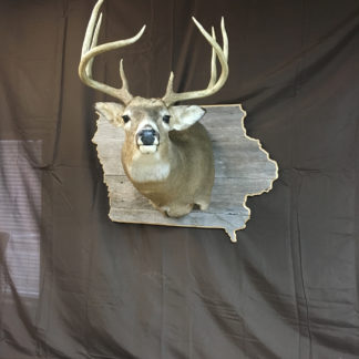 Iowa Barnwood Deer ShoulderPanel