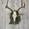 Michigan State European Panel Barnwood