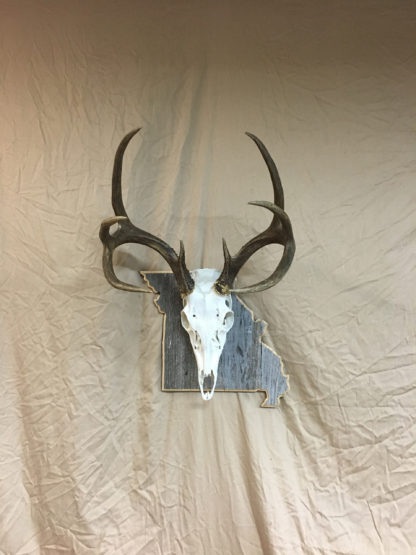 Missouri State European Deer Mount Panel Barnwood