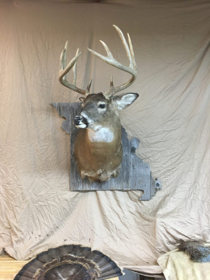 Missouri State Deer Shoulder Mount Panel