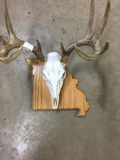 Missouri State European Deer Mount Panel Oak