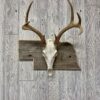 Nebraska State European Skull Mount Panel Barnwood