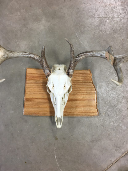 North Dakota European Oak Deer Panel