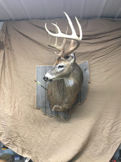 Ohio State Deer Shoulder Panel Barnwood - Cedar
