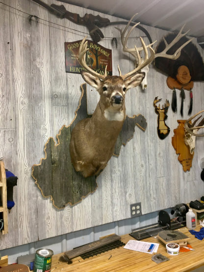 West Virginia State Deer Shoulder Mount Panel