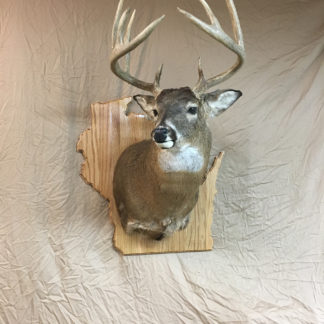 Wisconsin State Deer Shoulder Mount Oak Panel