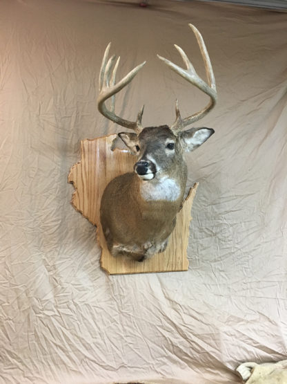 Wisconsin State Deer Shoulder Mount Oak Panel