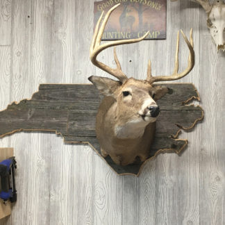 North Carolina State Deer Shoulder Mount Panel