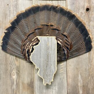 Illinois Turkey Fan Display Panel