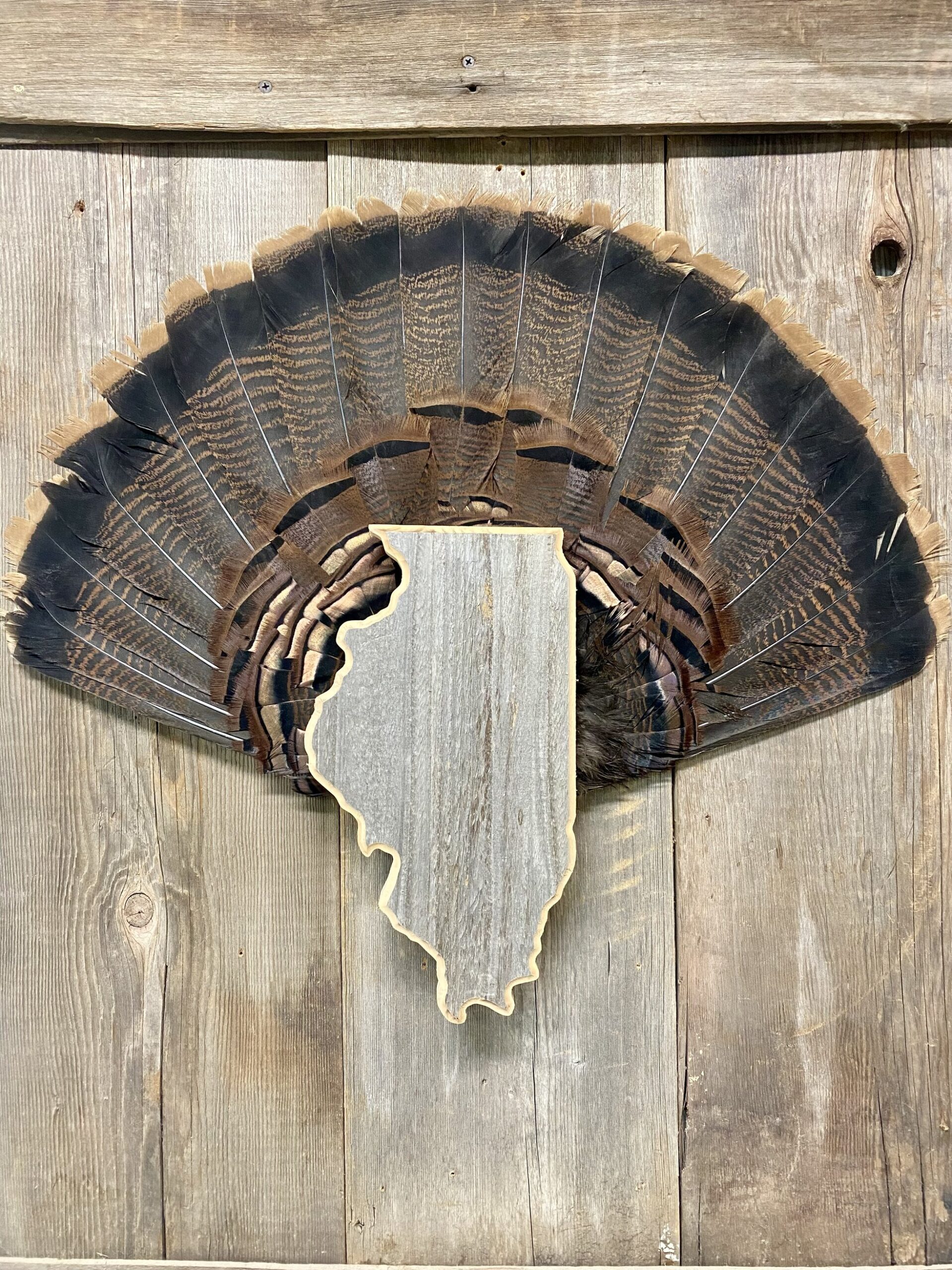 Illinois Turkey Fan Display Panel