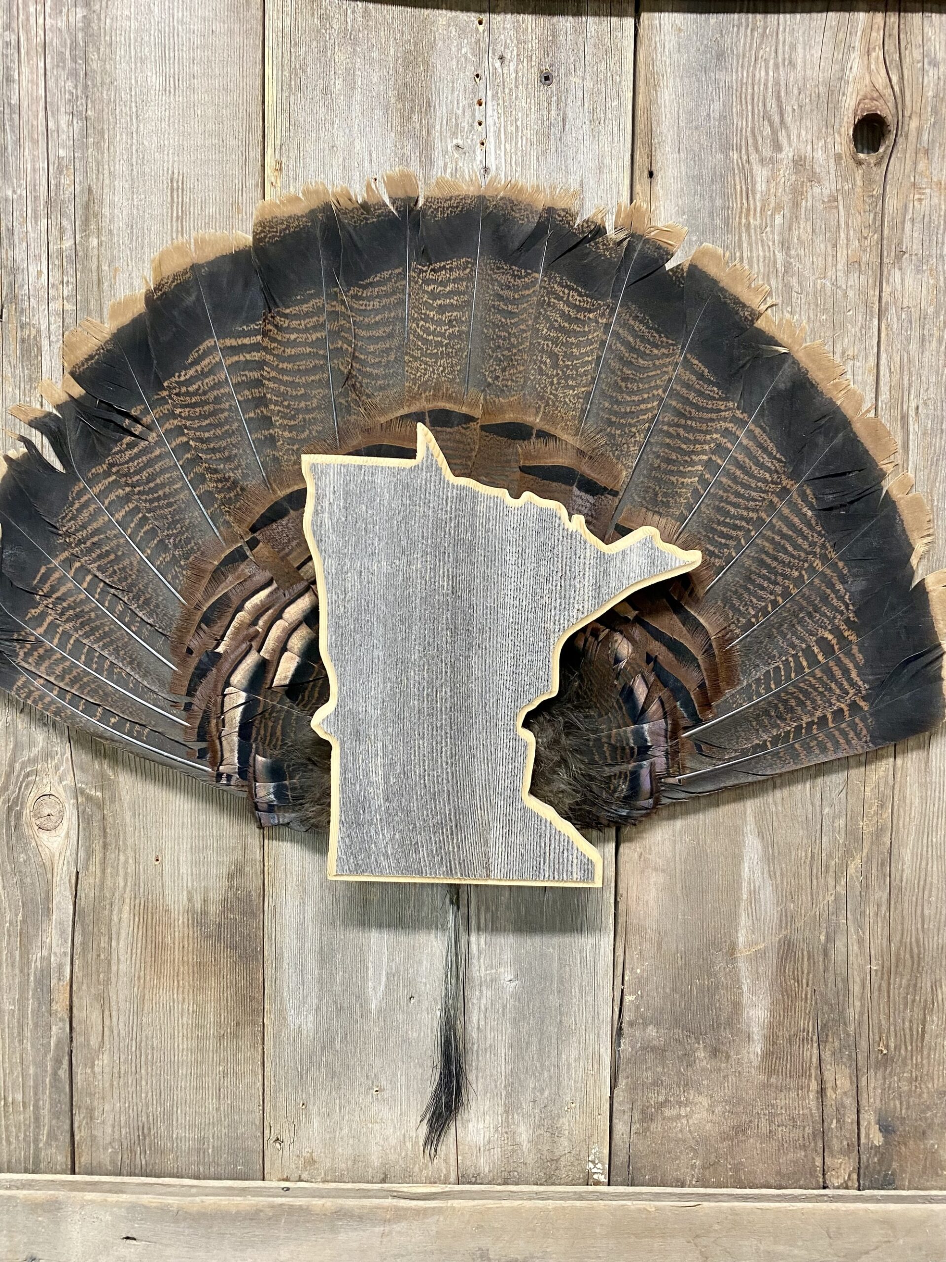 Minnesota State Turkey Tail Fan Panel Mount Barnwood