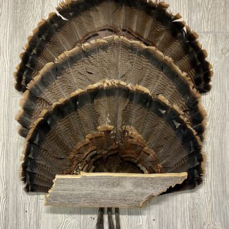 Tennessee State Turkey Fan Display Plaque