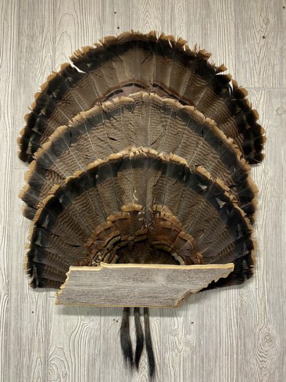 Tennessee State Turkey Fan Display Plaque