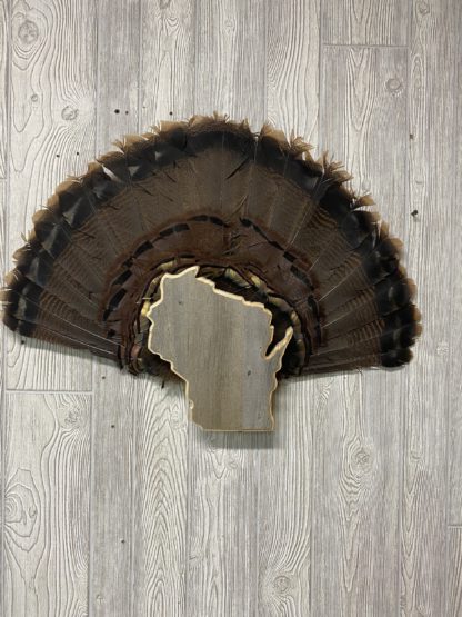 Wisconsin Turkey Tail & Beard Display Mount Plaque