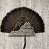 Virginia Turkey Fan Display Plaque