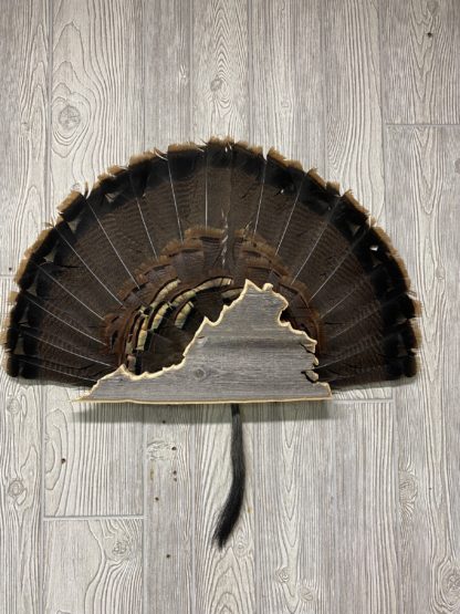 Virginia Turkey Fan Display Plaque