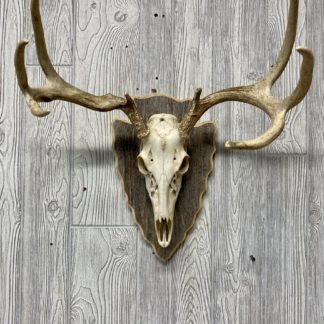 Arrowhead Deer Skull Display