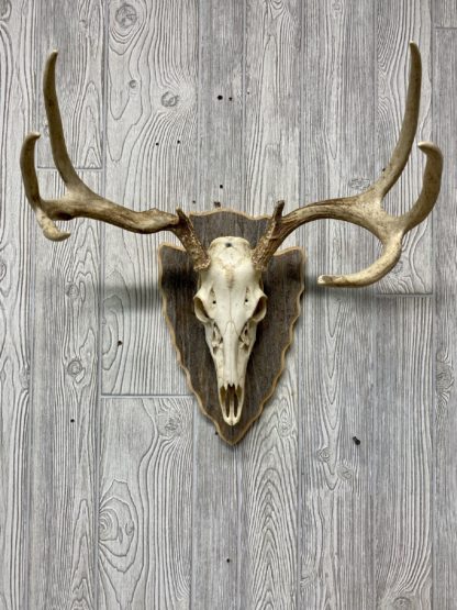 Arrowhead Deer Skull Display