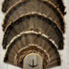 8x8 Turkey Fan Display Plaque Barnwood w/ Turkey Track Engraving