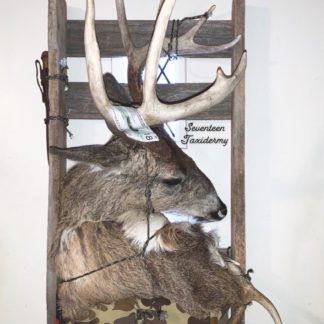 Taxidermy Back Pack Frame