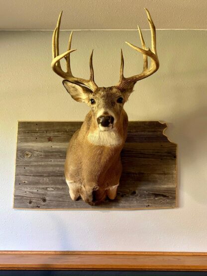 Kansas Deer Shoulder Mount Panel