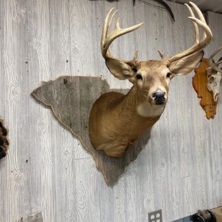 South Carolina Deer Shoulder Mount Panel