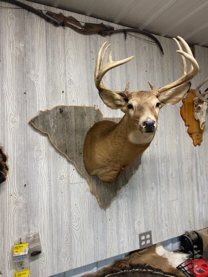 South Carolina Deer Shoulder Mount Panel
