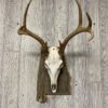 Alabama State European Panel Barnwood