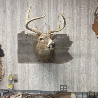 Pennsylvania State Deer Shoulder Mount Panel