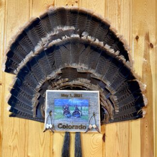 Colorado State Turkey Tail Fan Panel Mount
